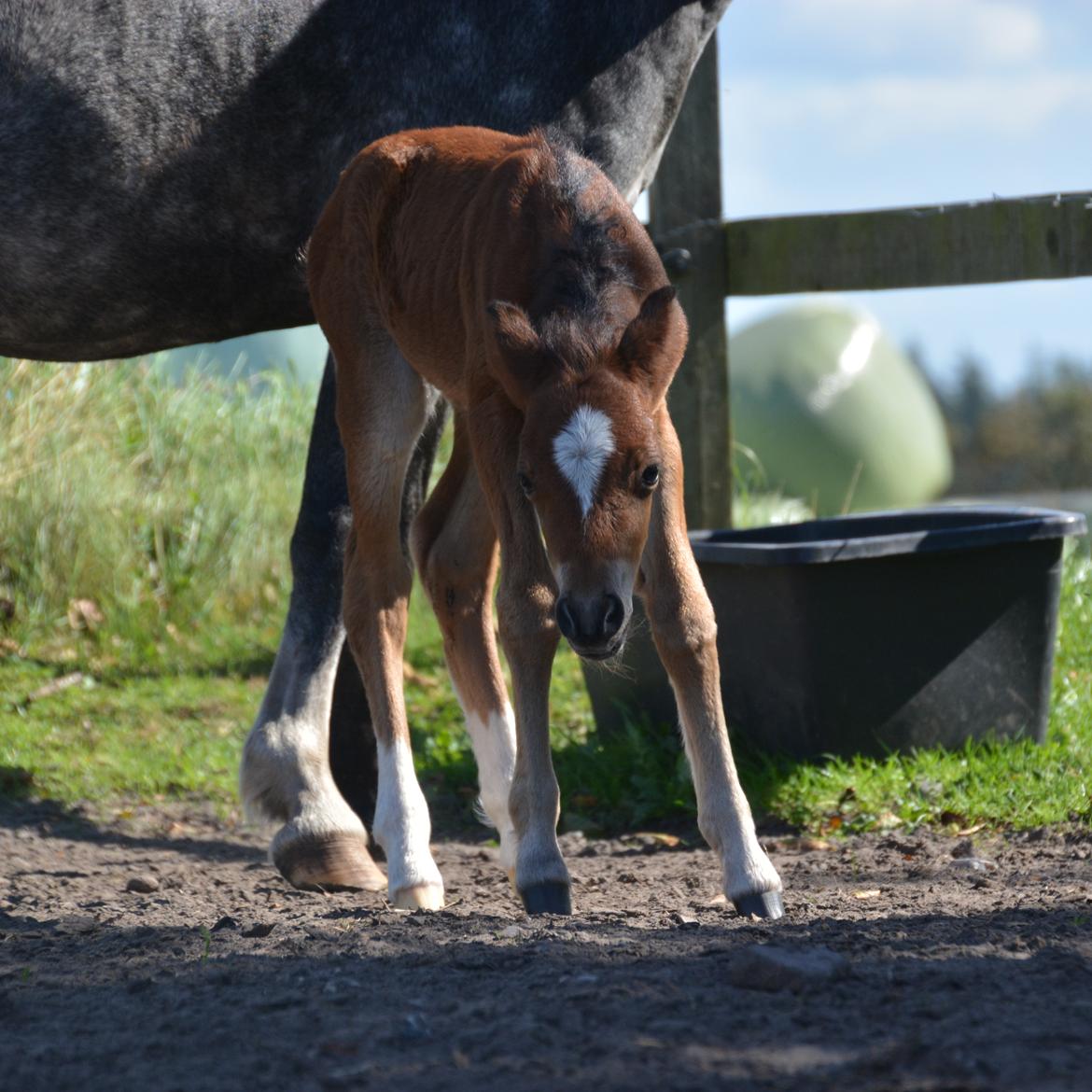 Welsh Mountain (sec A) Devino L billede 6