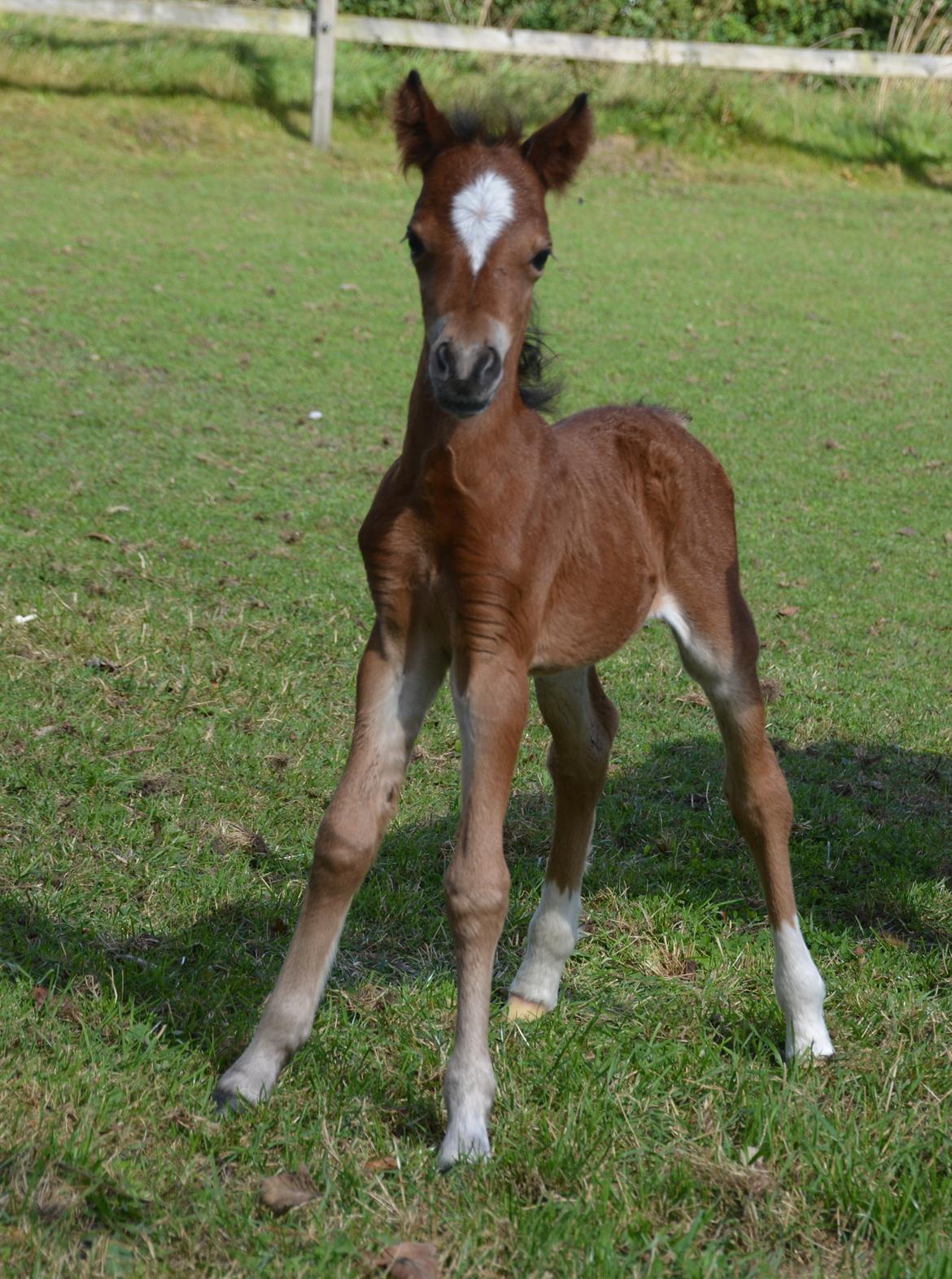 Welsh Mountain (sec A) Devino L billede 5