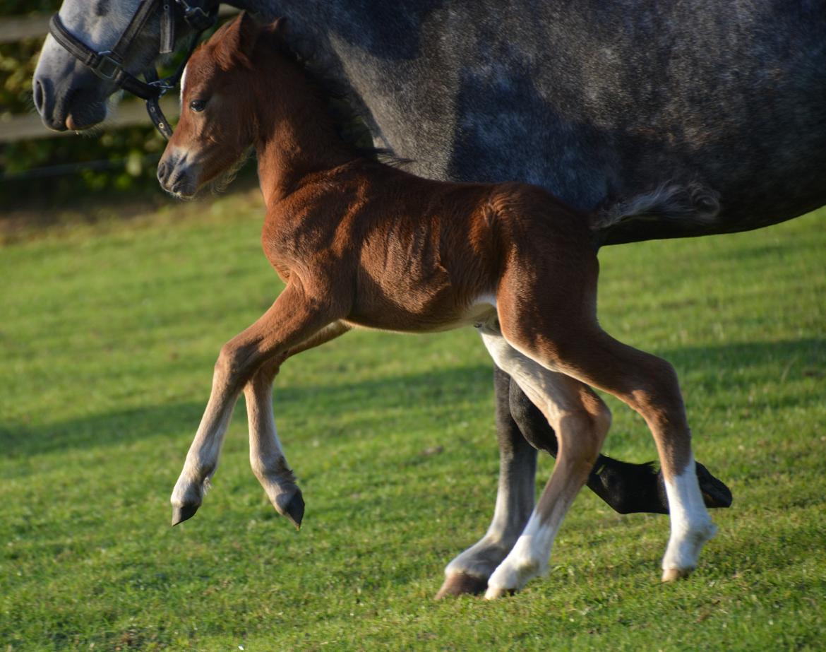 Welsh Mountain (sec A) Devino L billede 7