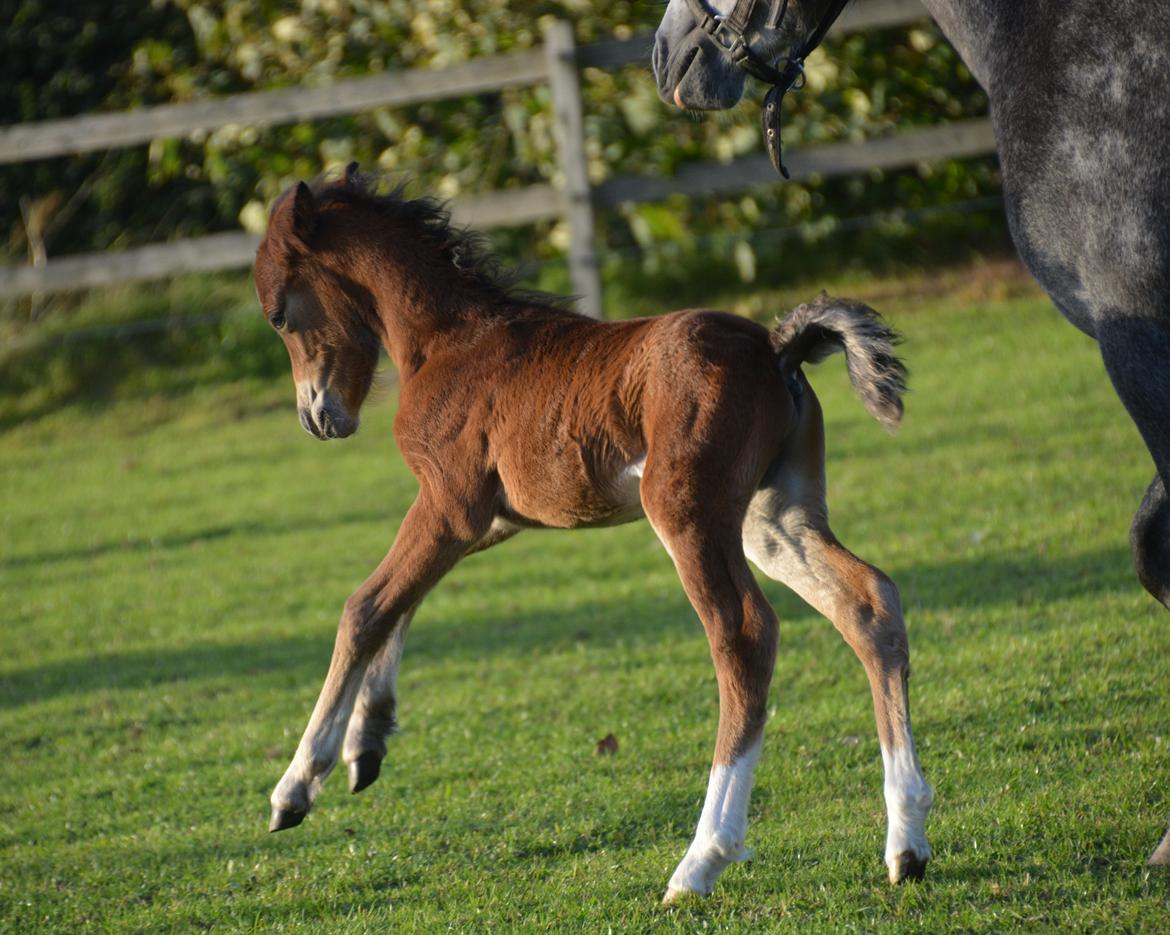 Welsh Mountain (sec A) Devino L billede 8