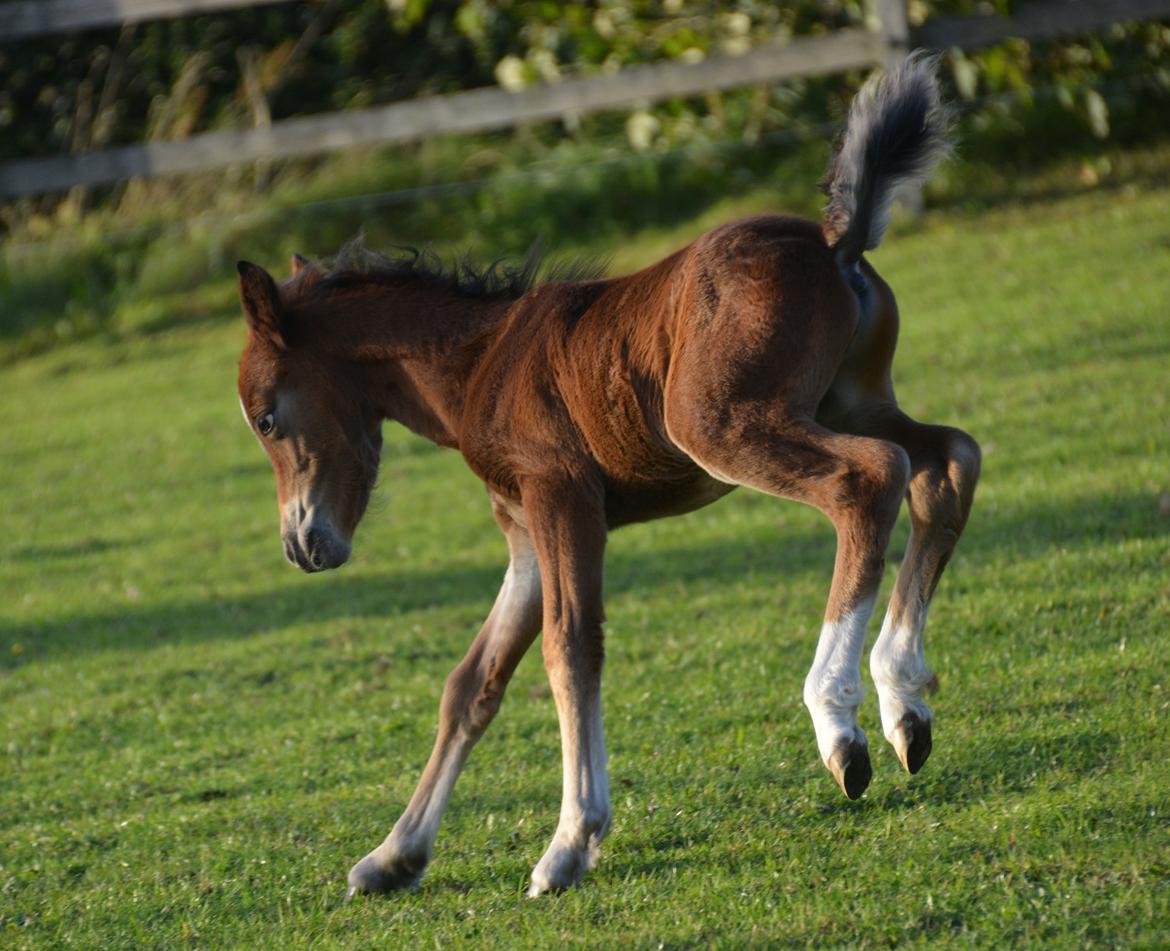 Welsh Mountain (sec A) Devino L billede 9
