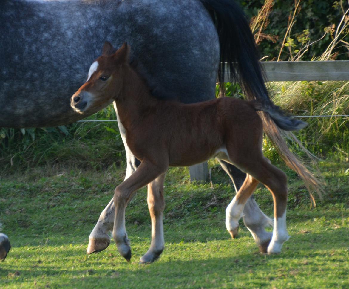 Welsh Mountain (sec A) Devino L billede 11