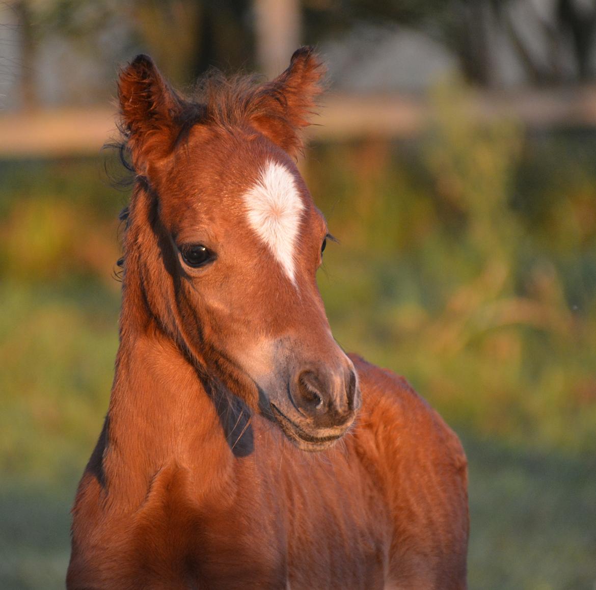 Welsh Mountain (sec A) Devino L billede 12