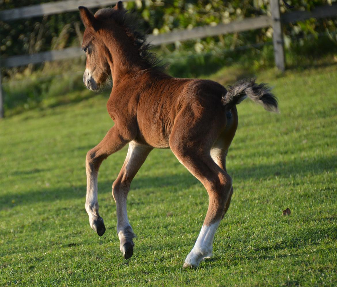Welsh Mountain (sec A) Devino L billede 10