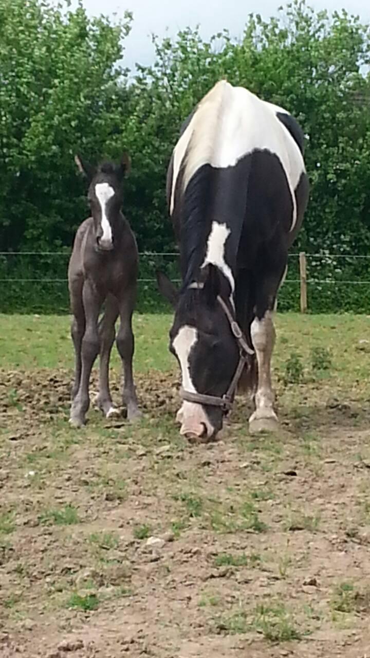 Anden særlig race Dusty Moonlight  billede 11