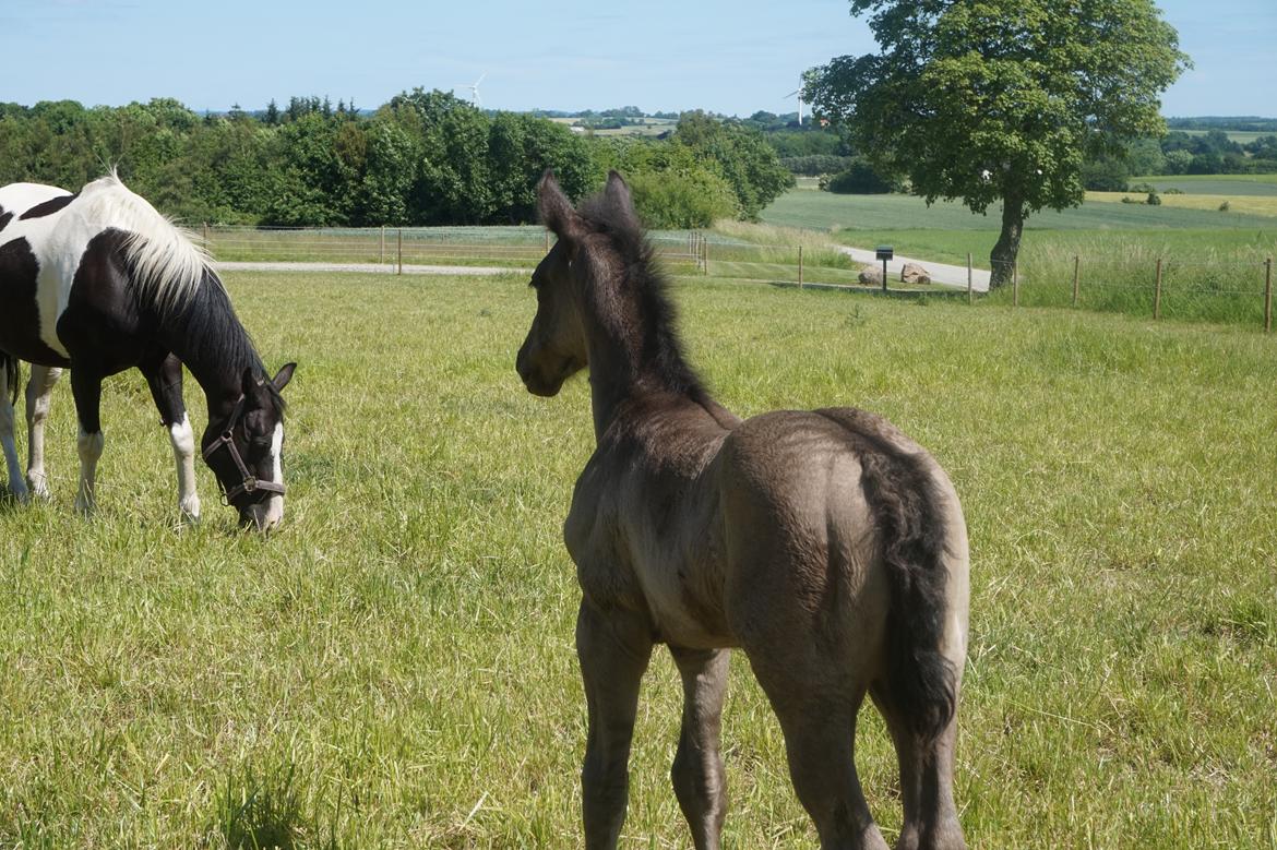 Anden særlig race Dusty Moonlight  billede 12