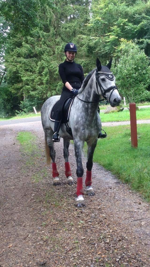 Dansk Varmblod Löwes douglas - Verdens bedste Douglas, som er ved at være på toppen igen <3 billede 19