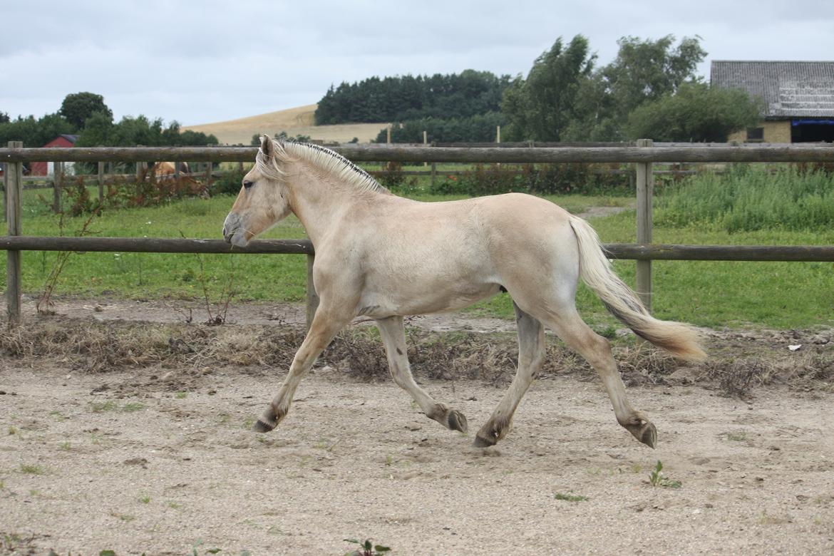 Fjordhest Ørvads lano billede 15