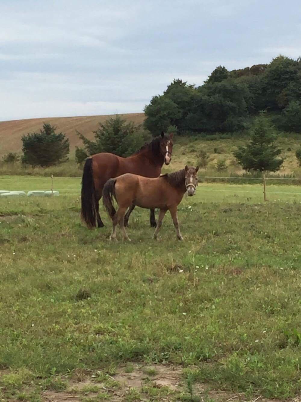 Anden særlig race Scania *AFLIVET* billede 6