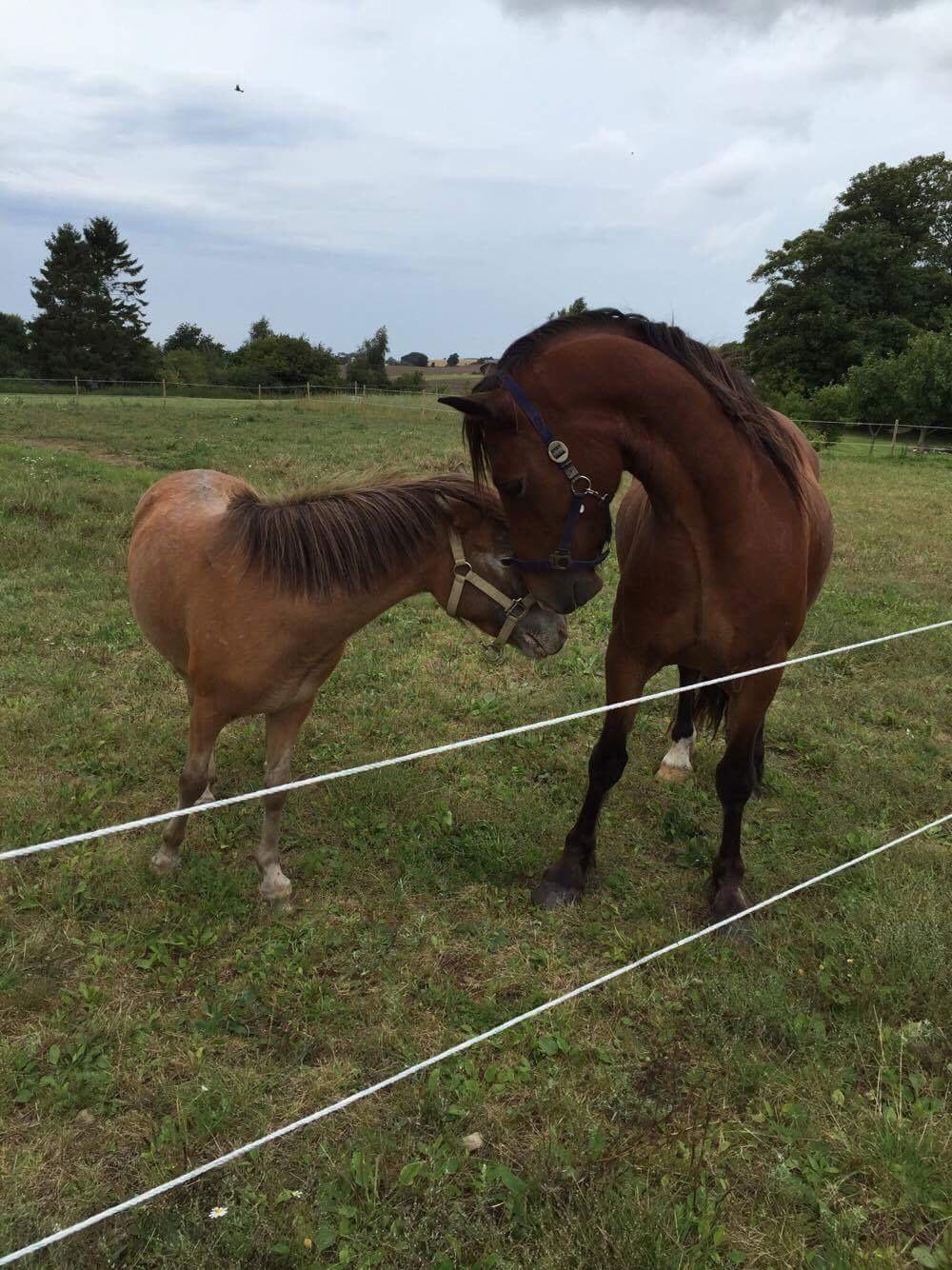 Anden særlig race Scania *AFLIVET* billede 5