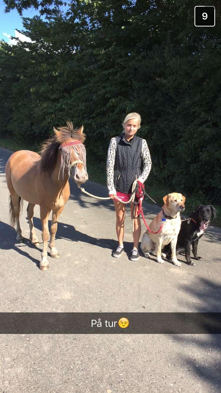 Anden særlig race Scania *AFLIVET* billede 13