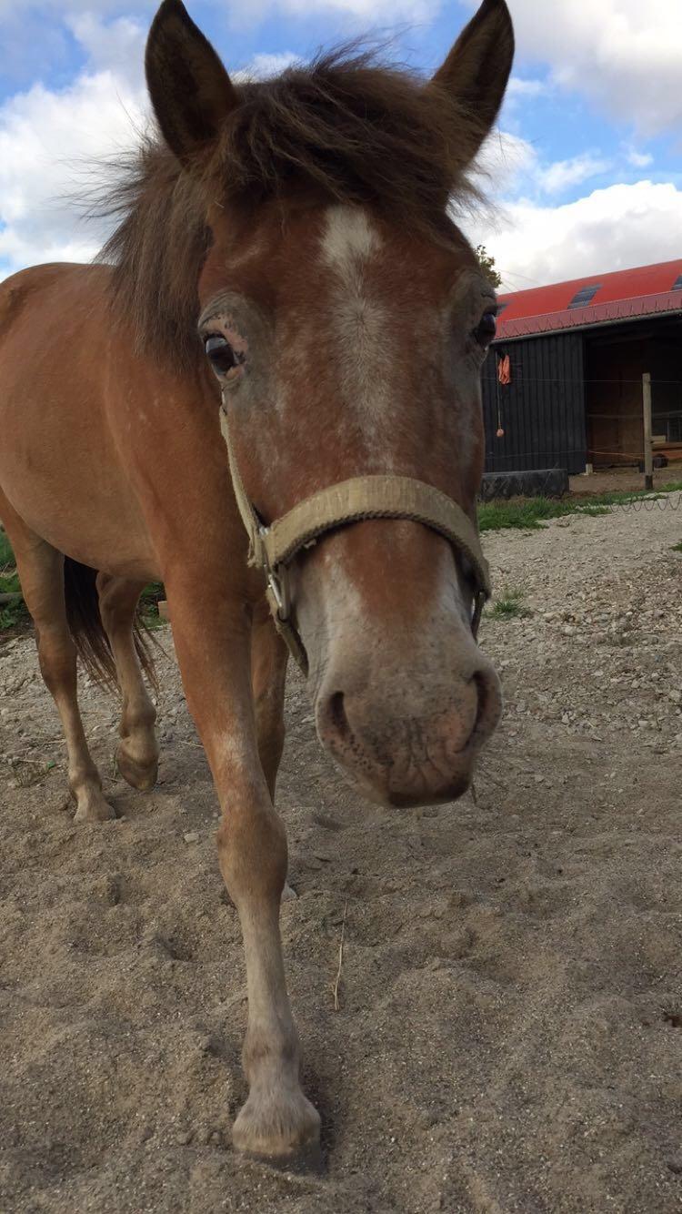 Anden særlig race Scania *AFLIVET* billede 14