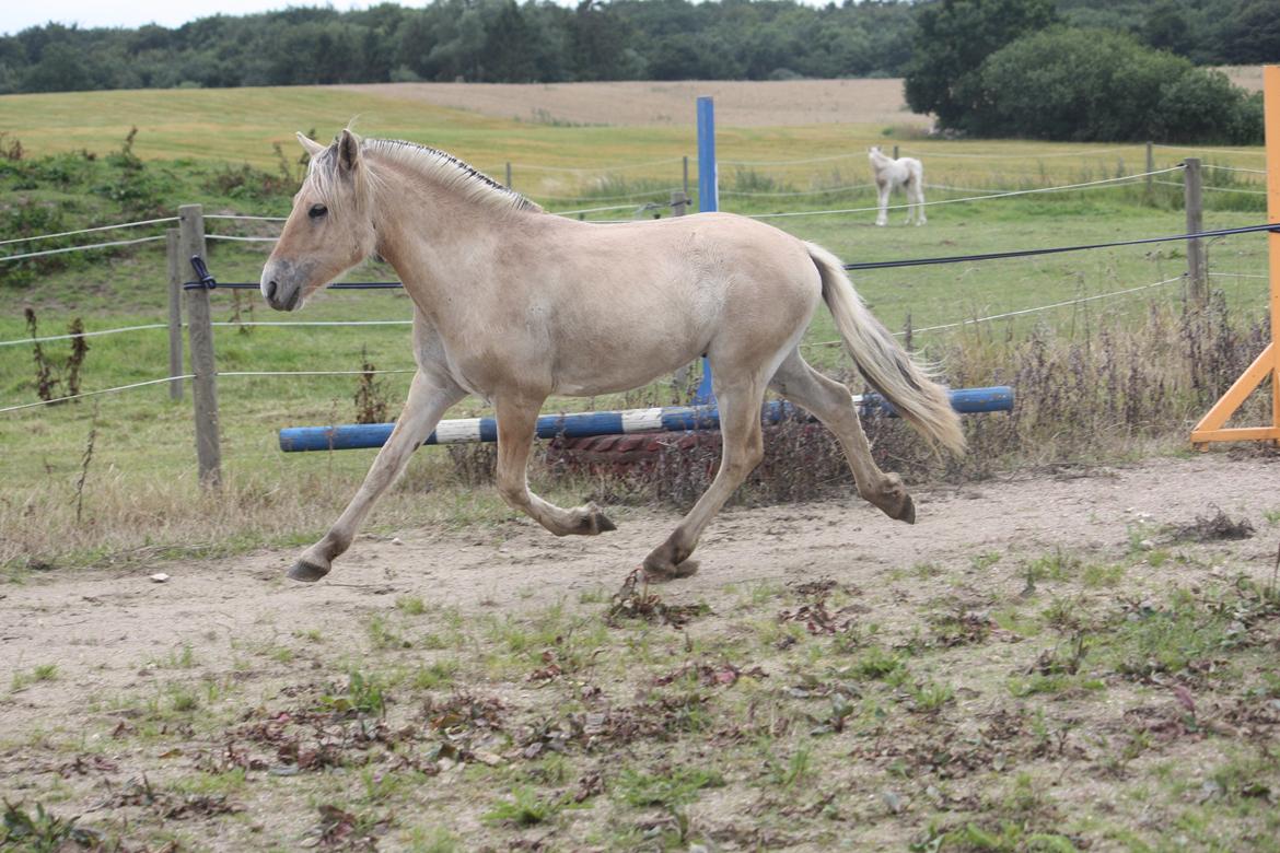 Fjordhest Ørvads lano billede 14
