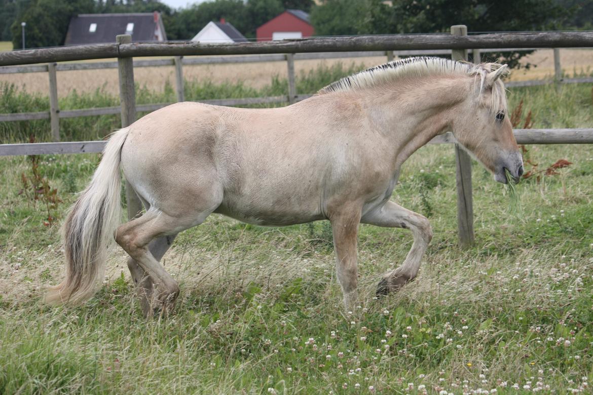 Fjordhest Ørvads lano billede 13