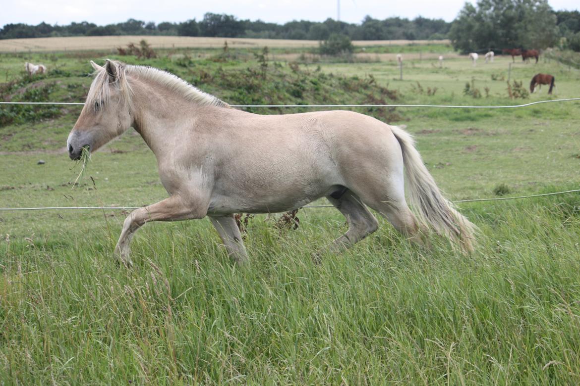 Fjordhest Ørvads lano billede 5