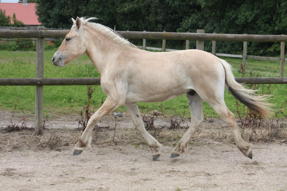 Fjordhest Ørvads lano billede 11