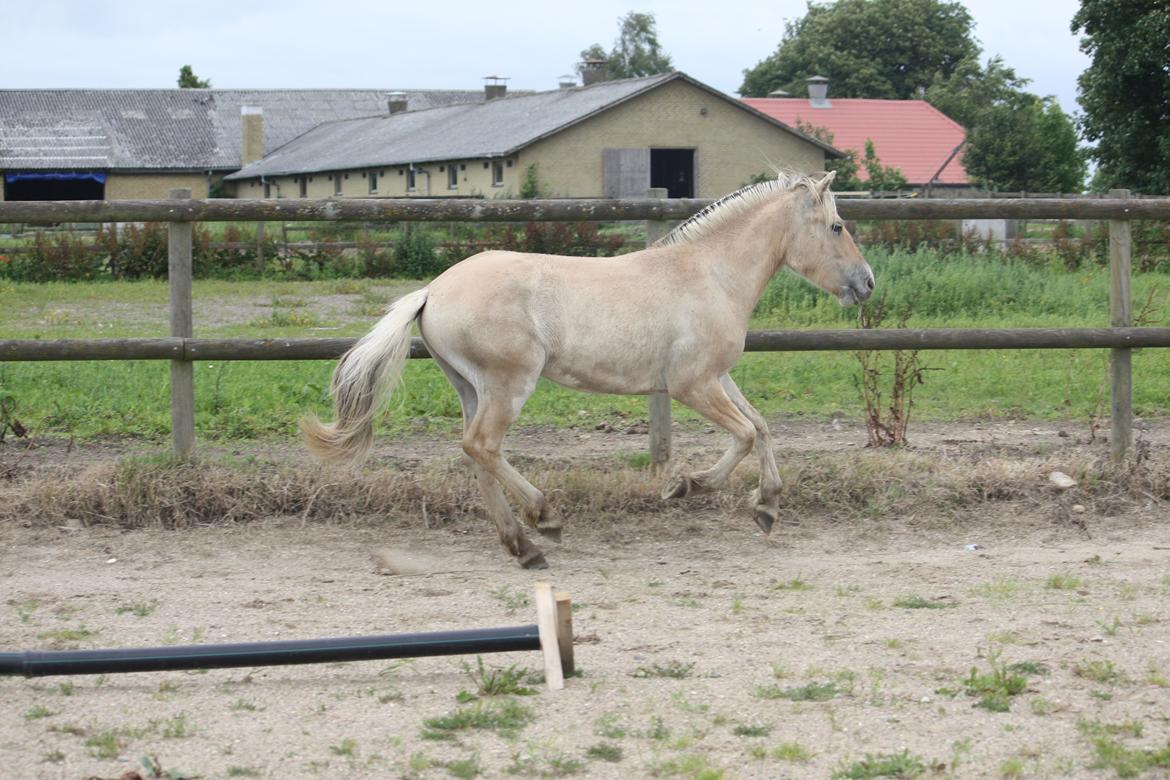 Fjordhest Ørvads lano billede 12