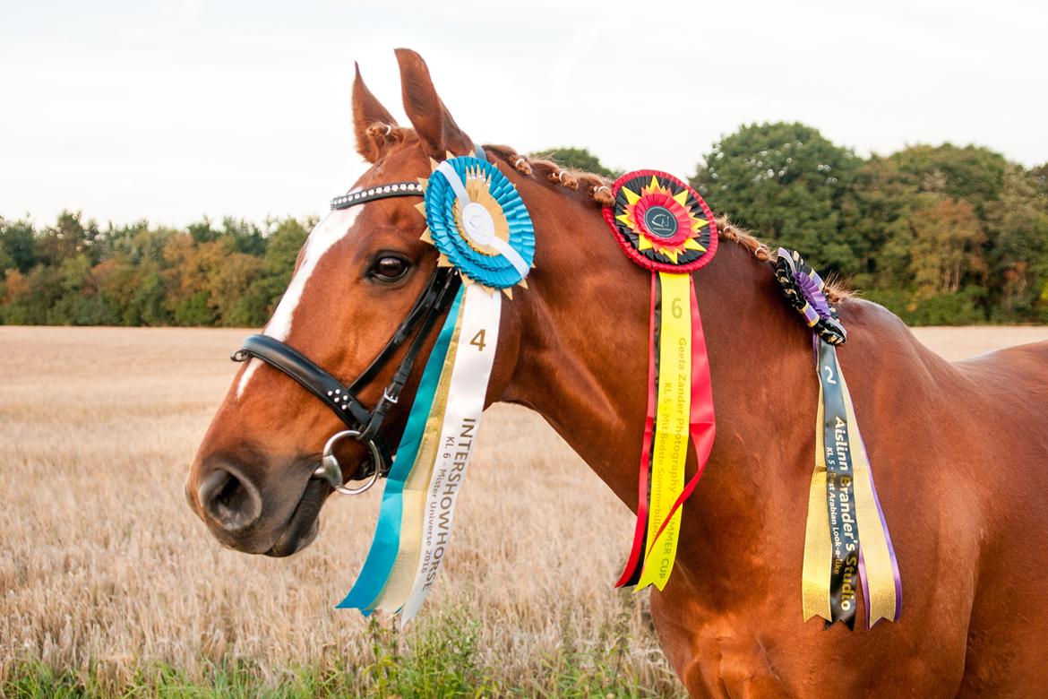 Fuldblod (XX) Maphard *Møffe* - Foto: Mig billede 17