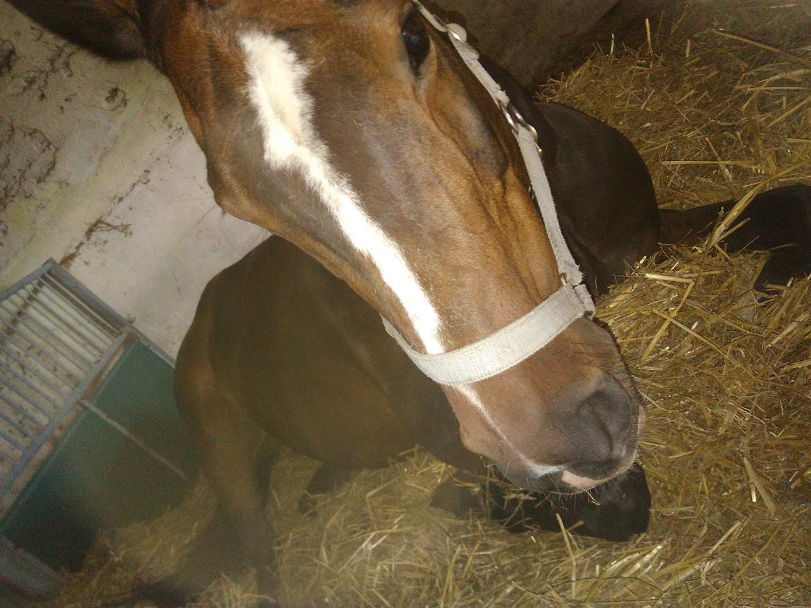 Anden særlig race Locoloco billede 6