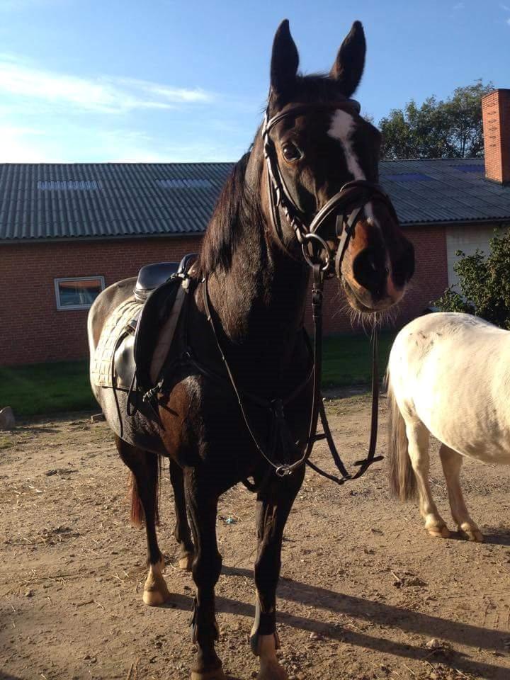 Anden særlig race Locoloco billede 8