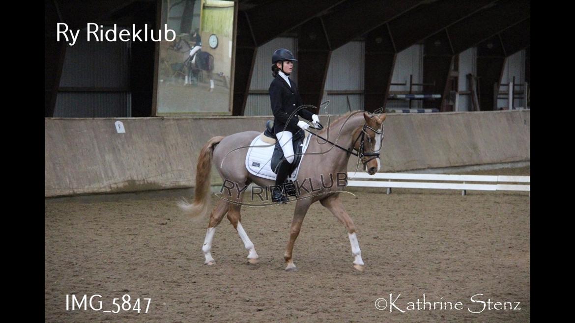 DSP Primartell  billede 17