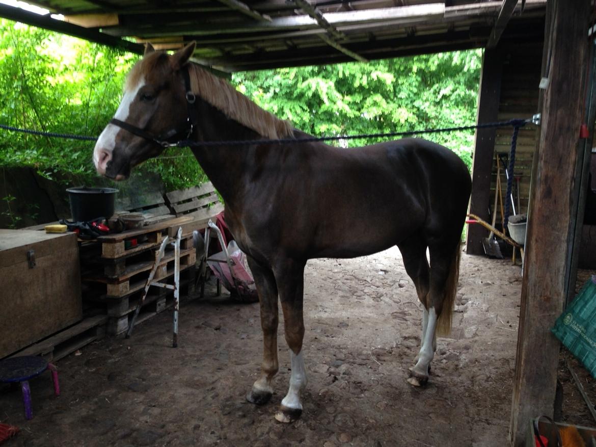 DSP Primartell  billede 18