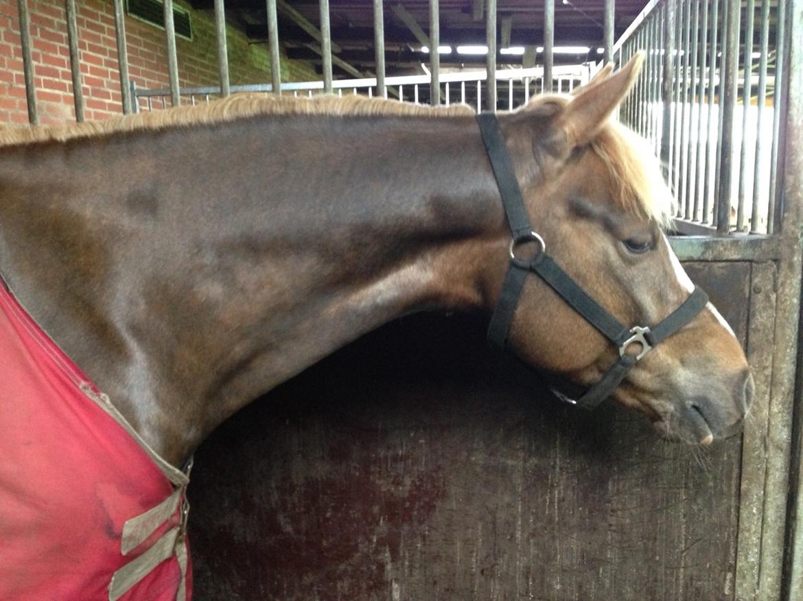 DSP Primartell  billede 20