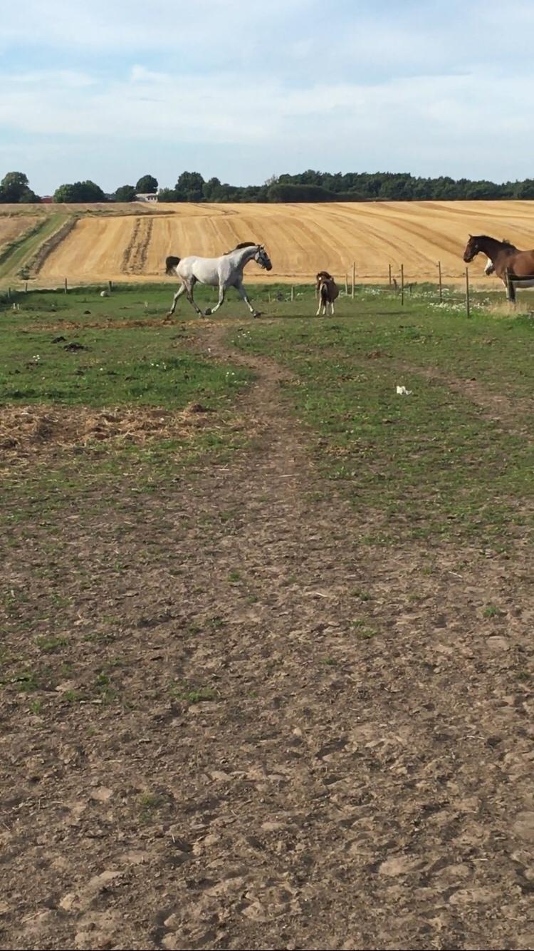 Trakehner Marabou billede 6