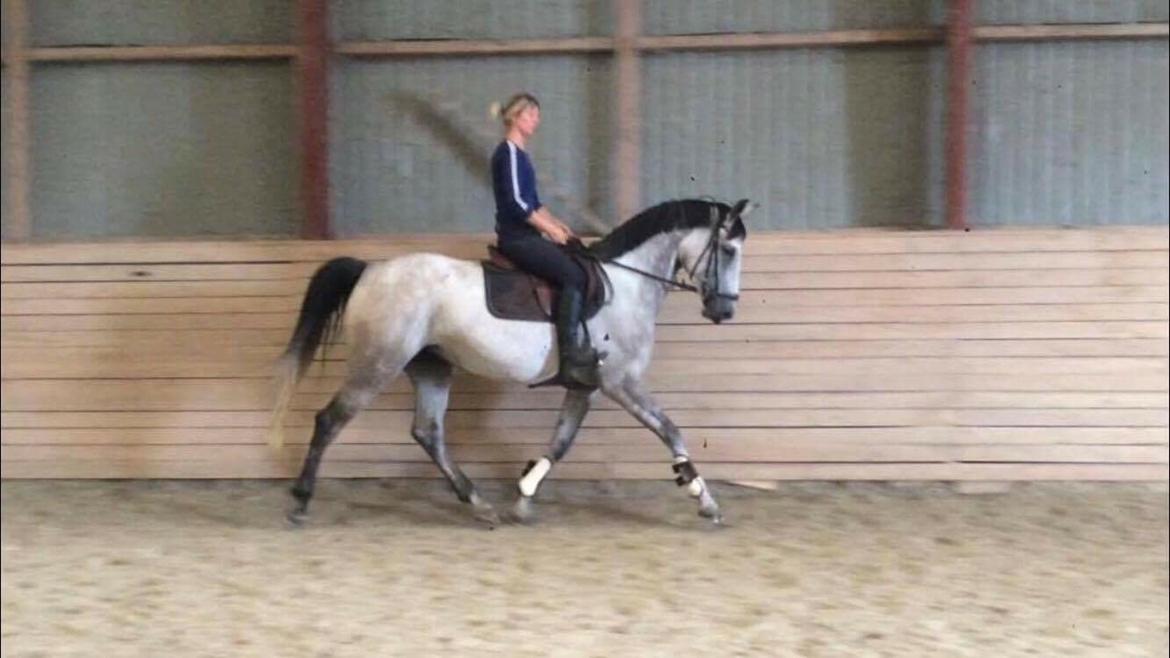 Trakehner Marabou billede 8