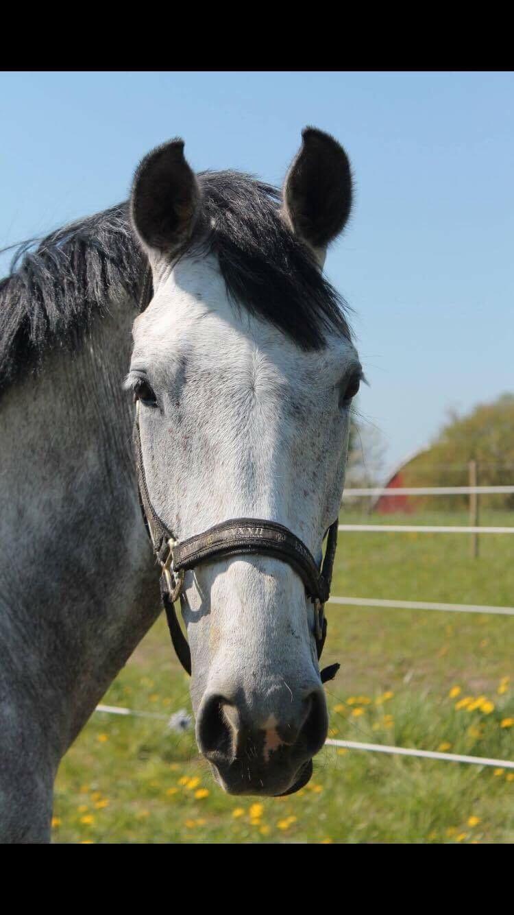 Trakehner Marabou billede 12