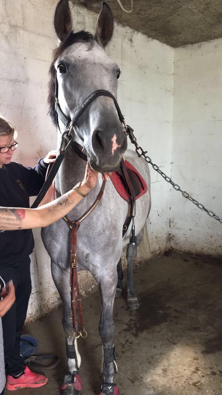 Trakehner Marabou billede 13