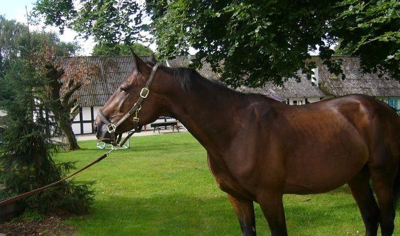 Traver Joey billede 3