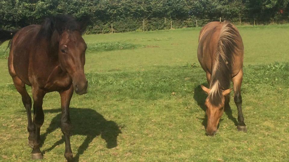 Traver Joey billede 6