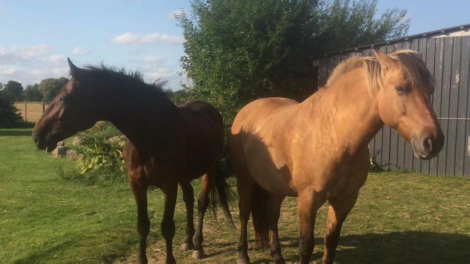 Traver Joey billede 8