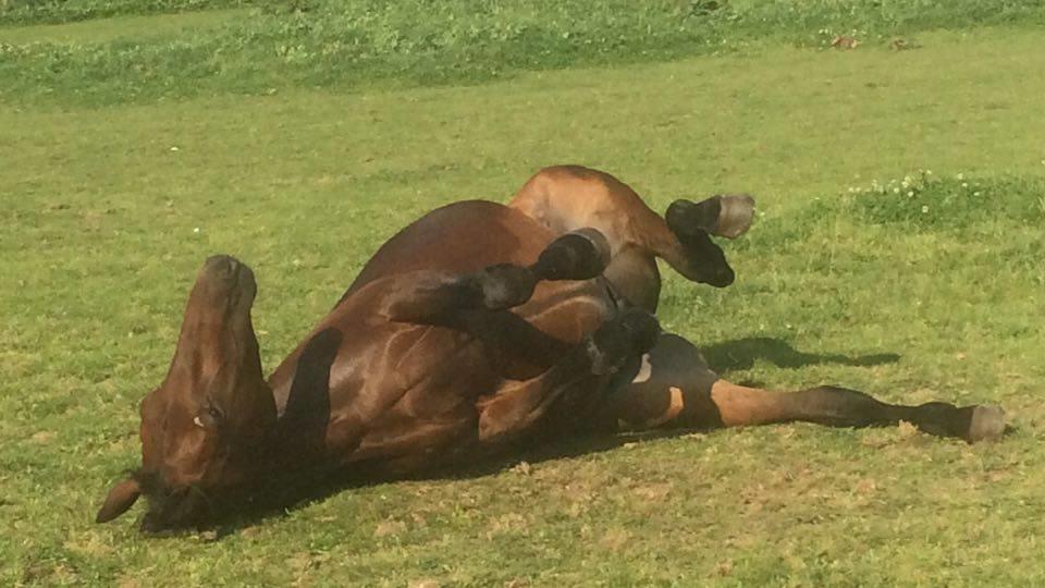 Traver Joey billede 9