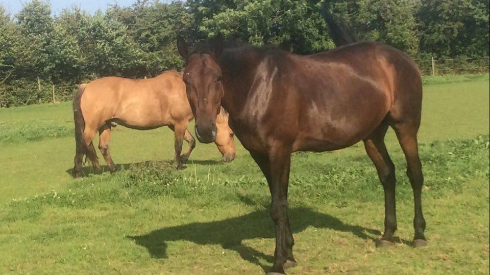 Traver Joey billede 7