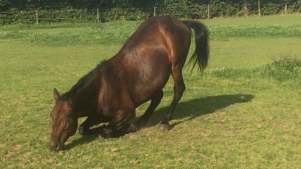 Traver Joey billede 11