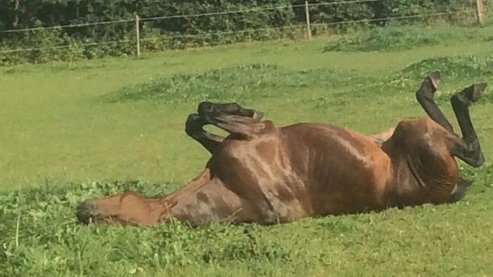 Traver Joey billede 12