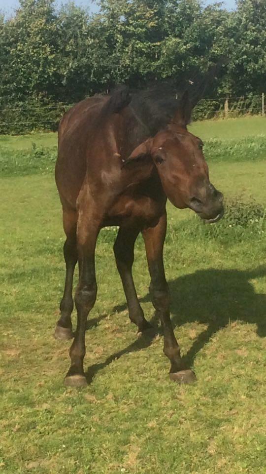 Traver Joey billede 2