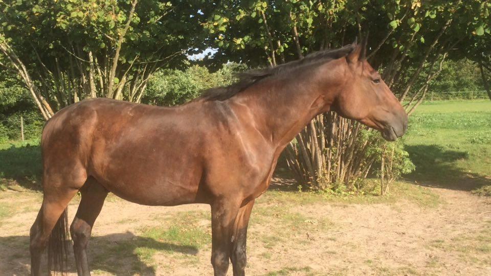 Traver Joey billede 14