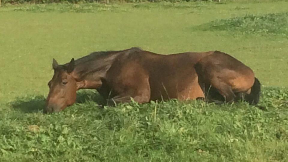 Traver Joey billede 10