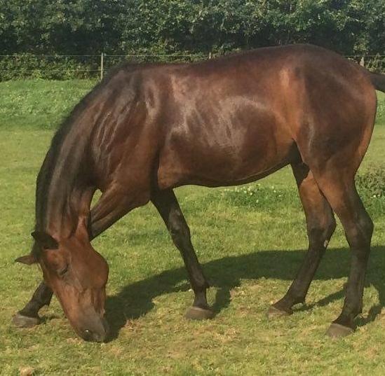 Traver Joey billede 1