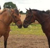 Traver Joey billede 13