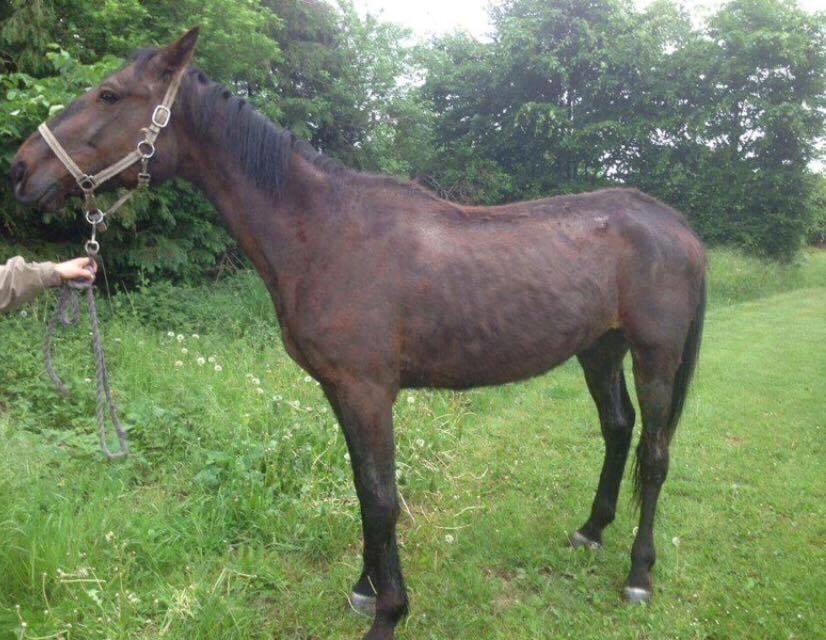 Traver Joey - Billedet er fra den dag han blev afhentet.. Stakkels Joey... billede 15