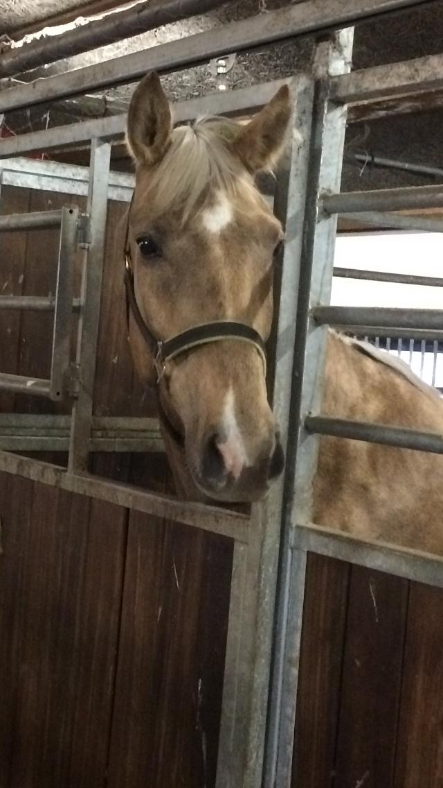 Anden særlig race Horsebjerg gambler (Malik)  billede 1