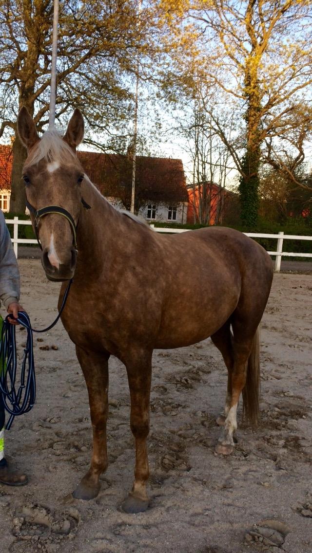 Anden særlig race Horsebjerg gambler (Malik)  billede 2