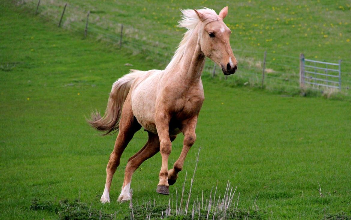 Anden særlig race Horsebjerg gambler (Malik)  billede 3