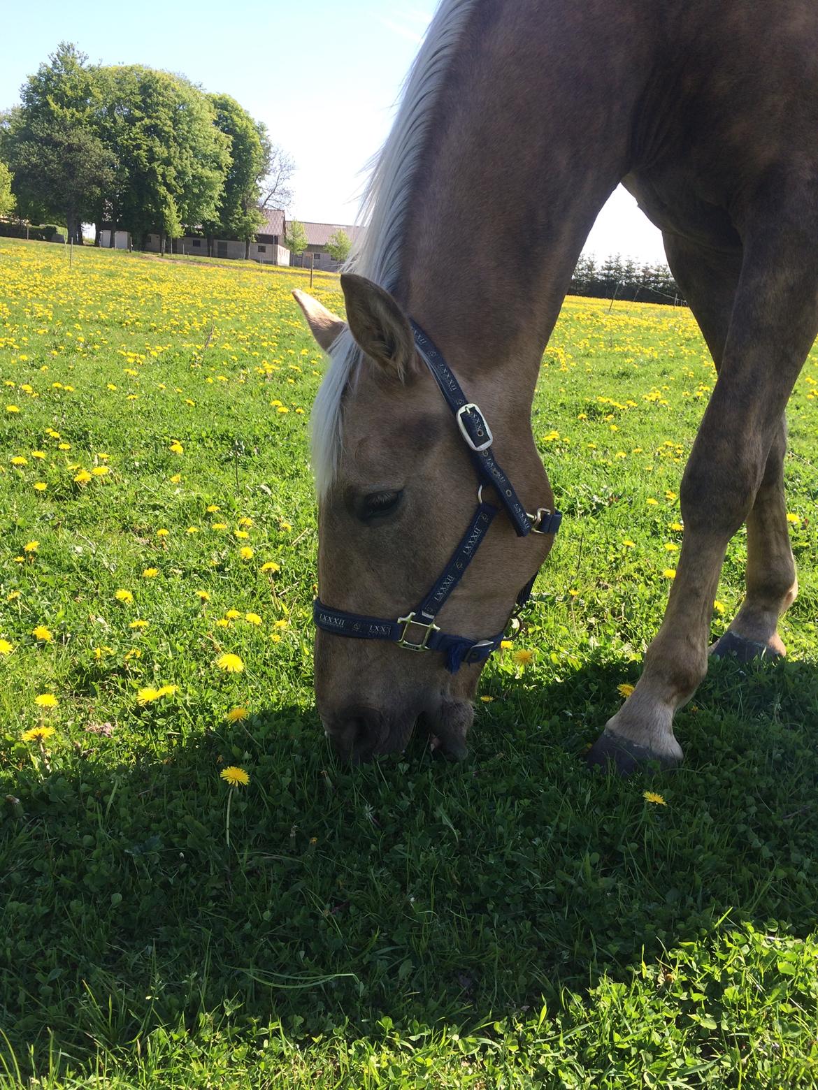 Anden særlig race Horsebjerg gambler (Malik)  billede 4