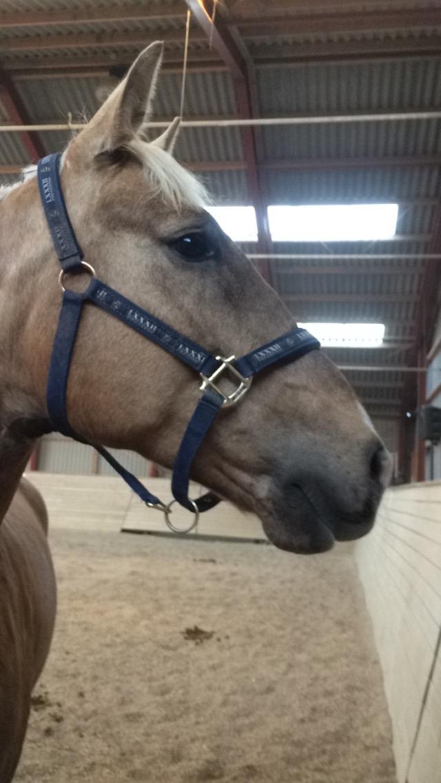 Anden særlig race Horsebjerg gambler (Malik)  billede 5