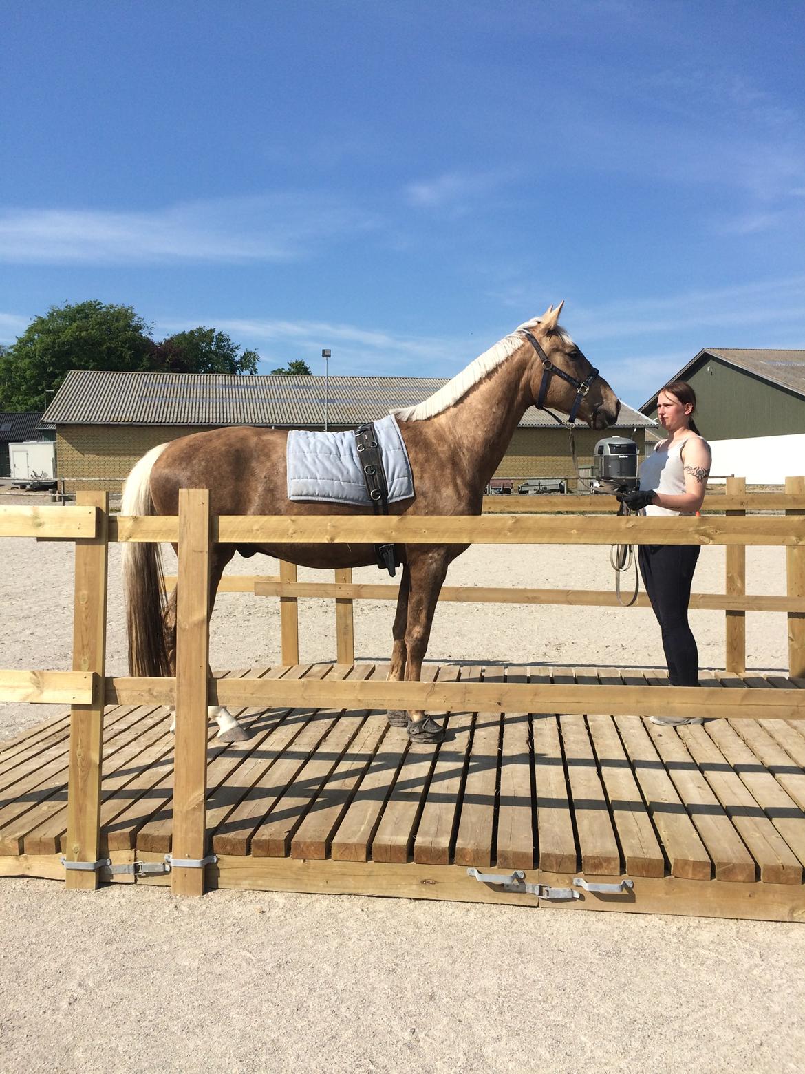 Anden særlig race Horsebjerg gambler (Malik)  billede 6